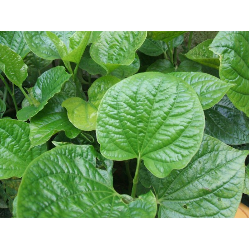 La Lốt tươi
