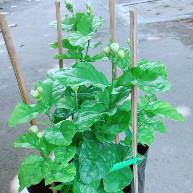 Cây Hoa Nhài