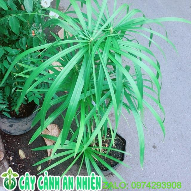 Cây Thuỷ Trúc