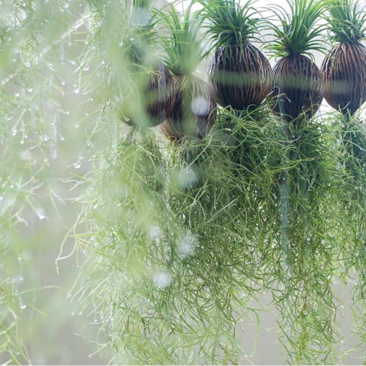 Cây Không Khí ( Tillandsia Usneoides )