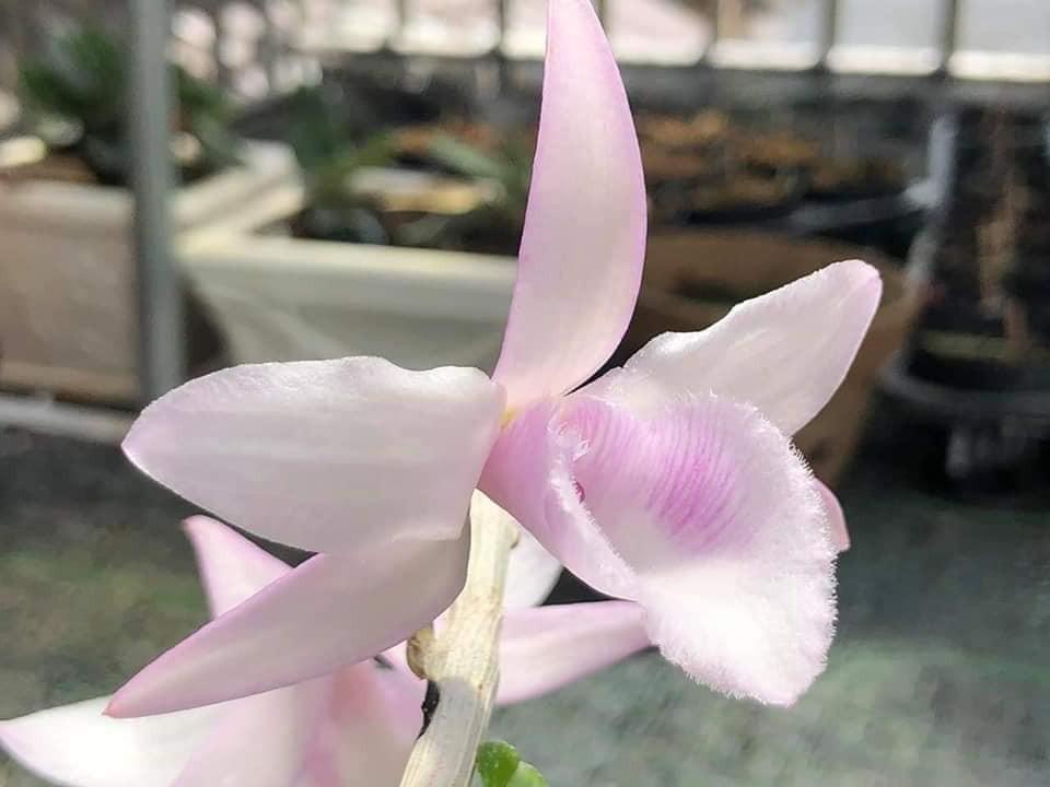 Phi Điệp Hồng Thiên Lôi cây Giống Nhân mô cây cực đẹp