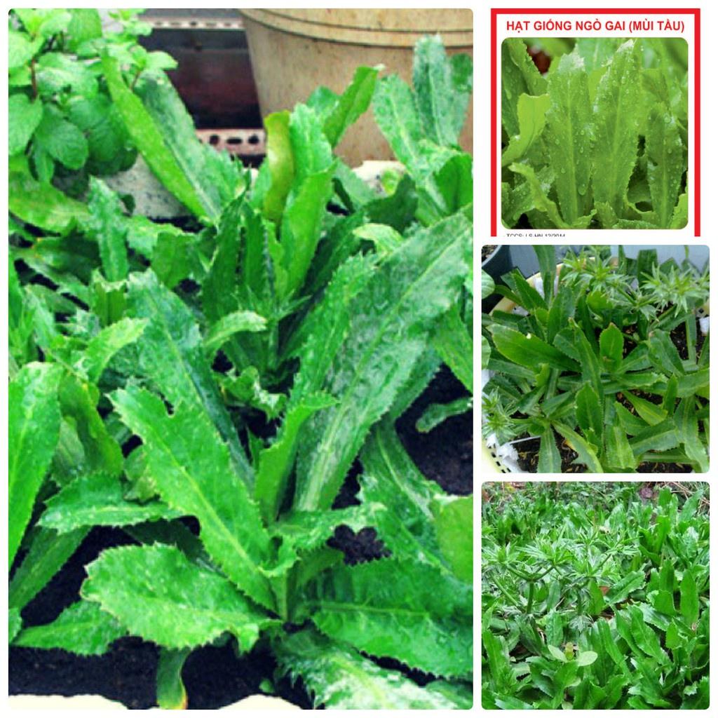 Hạt giống Ngò Gai ,Mùi Tàu -gói 5gr-tặng kèm gói phân bón lót