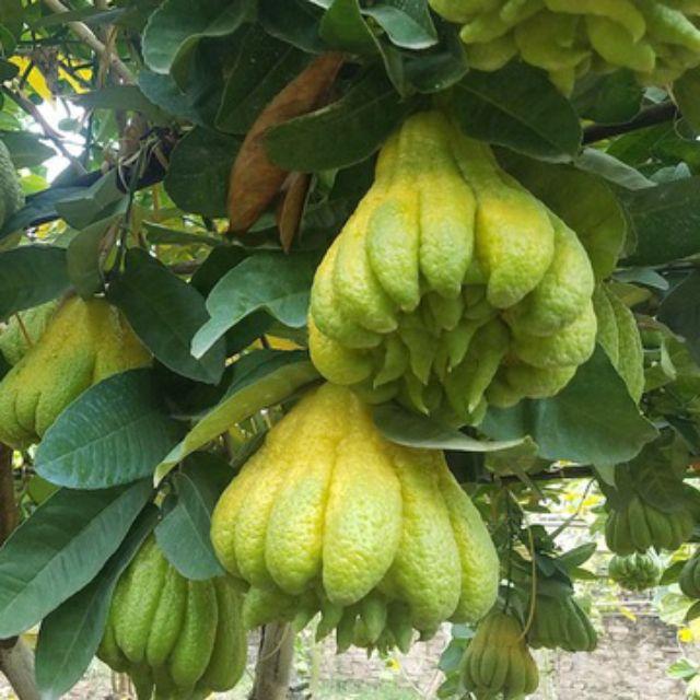 Cây phật thủ giống
