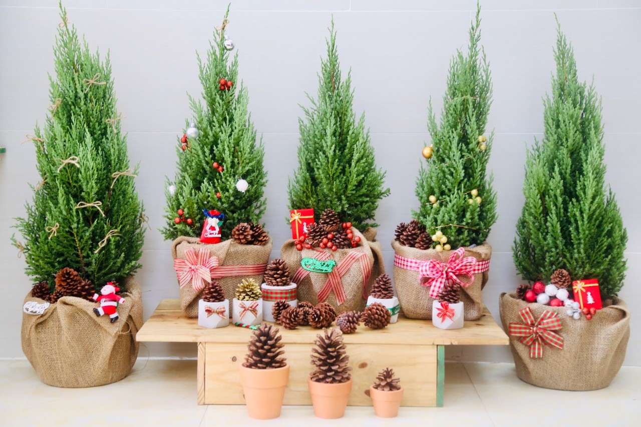 Cây Sơn Tùng, Cây Trang Trí Giáng Sinh, Cây Thông Noel - Chậu Cây Cảnh
