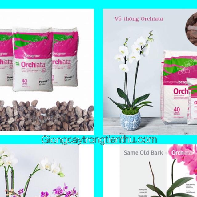 VỎ THÔNG NEW ZEALAND OCHIATA nhập khẩu