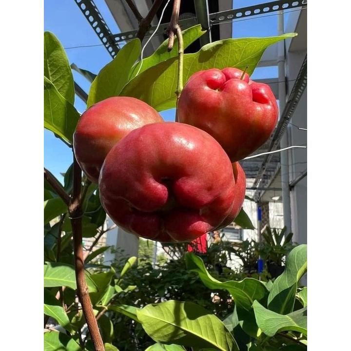 CÂY GIỐNG MẬN ĐƯỜNG ĐÁ cây ghép chuẩn