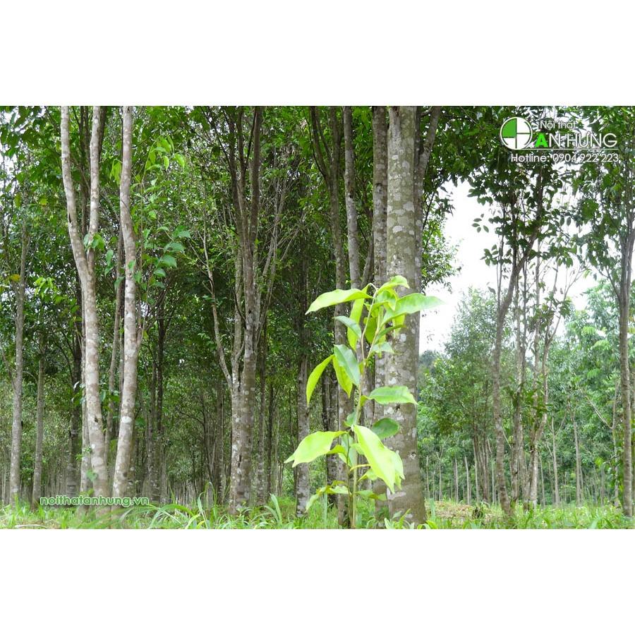CÂY giống TRẦM HƯƠNG BẦU TO .