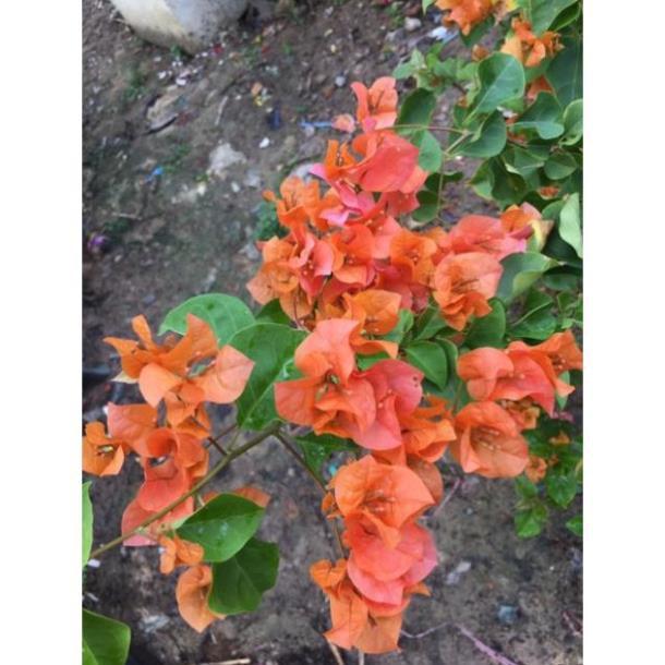 Hoa giấy đỏ cam