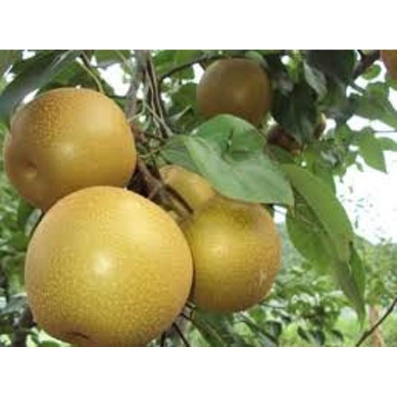 Cây giống lê nâu-MẮC CỌP