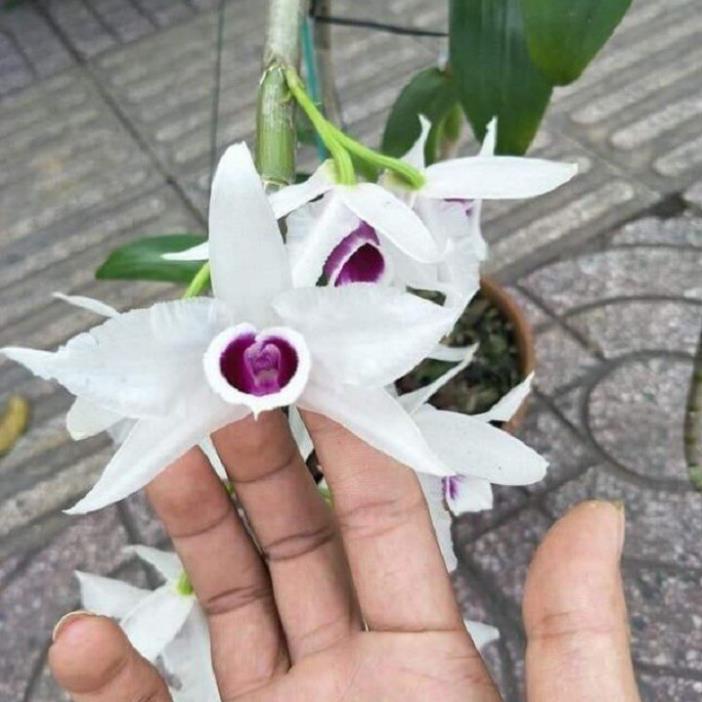 1 BẢNG  PHI ĐIỆP 5CT  HỌNG TÍM TO ĐẸP HÀNG GIEO HẠT