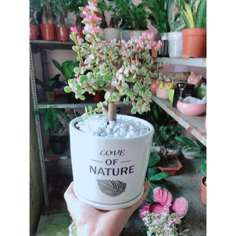 Chậu Cây Cành Vàng Lá Ngọc