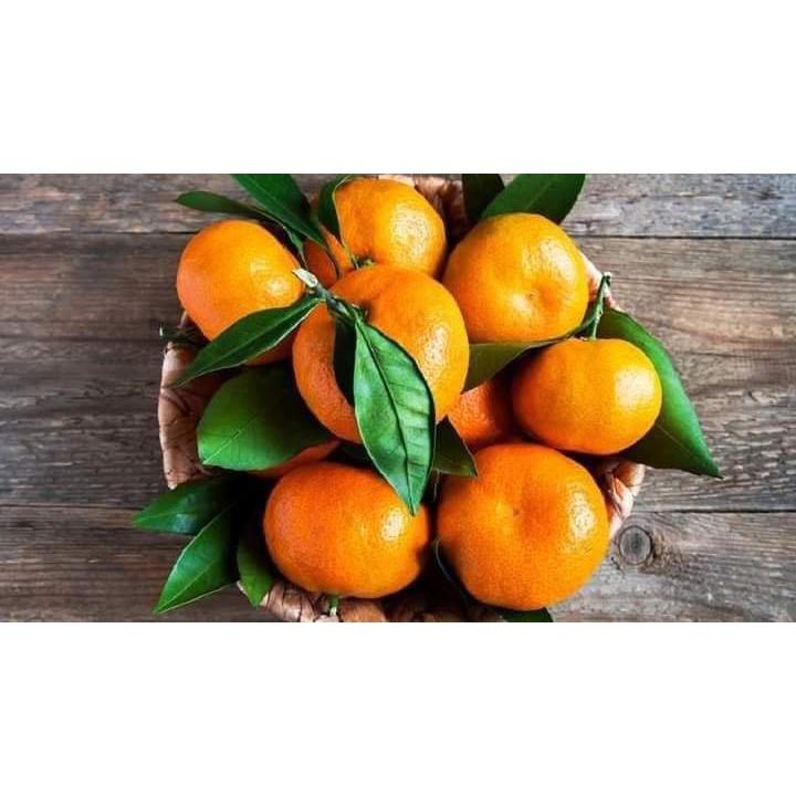 Cây giống quýt đường thái lan