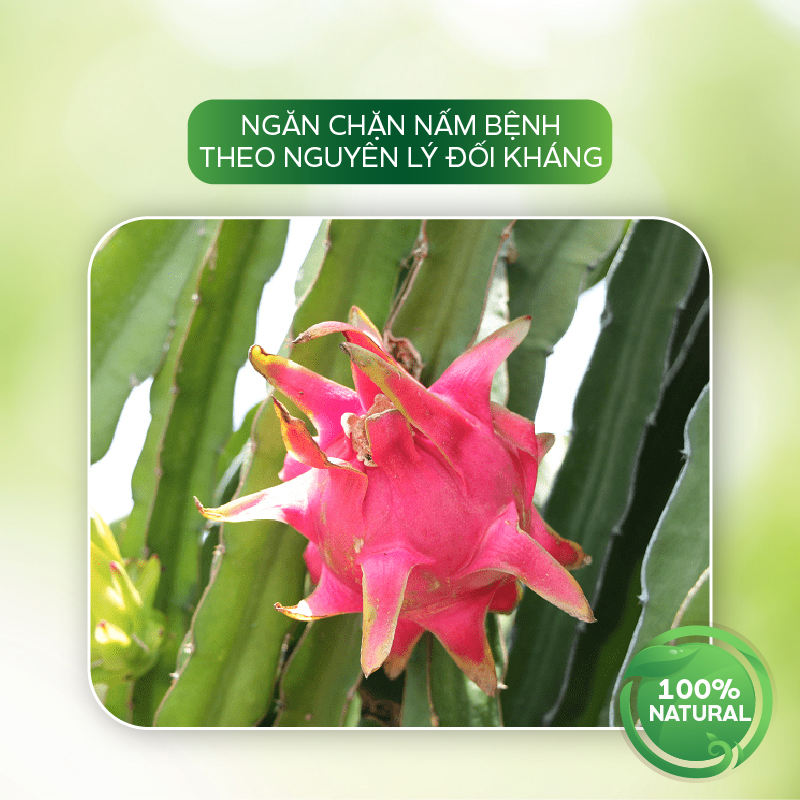 Chế Phẩm Trừ Bệnh Thanh Long Chống Lem Trái, Thối Trái Cho Cây Ngăn Chặn Nấm Bệnh - AT Bao Trái Q99 100ml