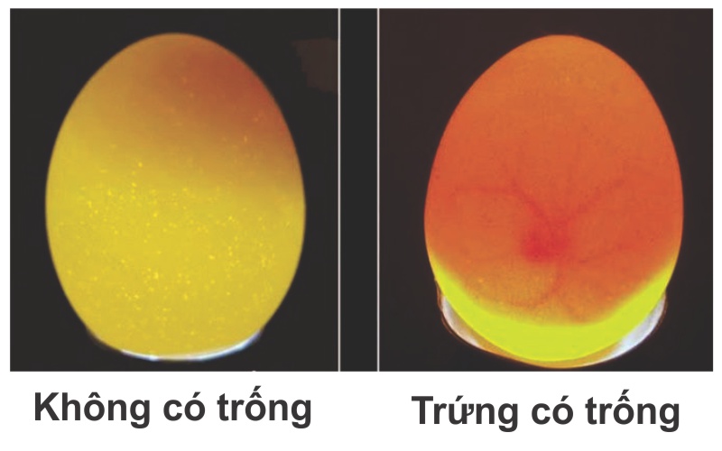 Đèn soi trứng chuyên dụng kiểm tra phôi