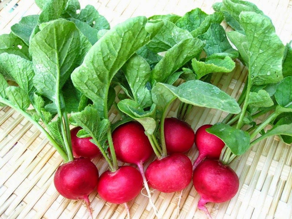 05 Gói Hạt Giống Củ Cải Đỏ F1 - Nảy Mầm Cực Chuẩn