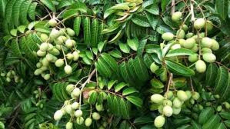 Cây trám trắng, cây trám trắng ghép, cây nguyên bầu, cam kết cây giống