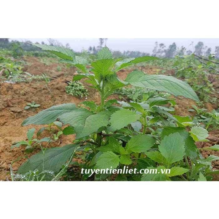 Hạt Giống Rau tàu bay KNS3705 - Gói 20 hạt