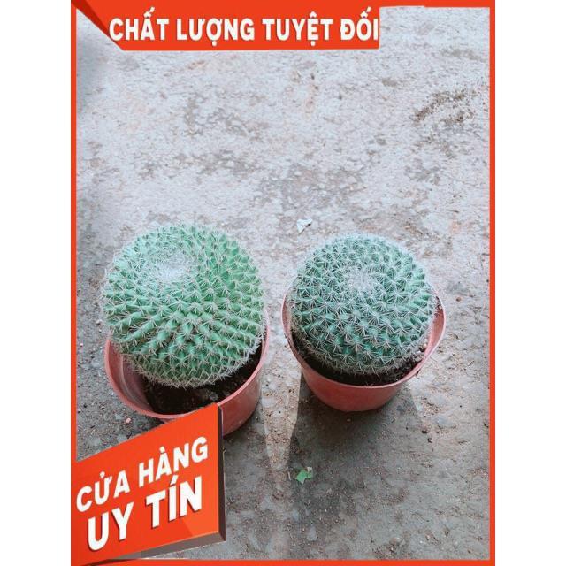 Combo 2 Cây Xương Rồng