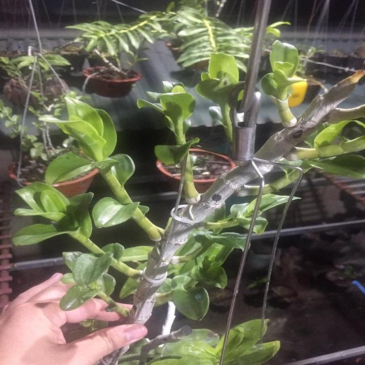 Phi điệp Lá Mít Tam Nguyên, Mít tam nguyên chia sẻ giống cho nhà vườn sưu tầm