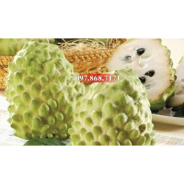 Cây Na Dứa Đài Loan F1 - Nhà vườn Xuân Khương