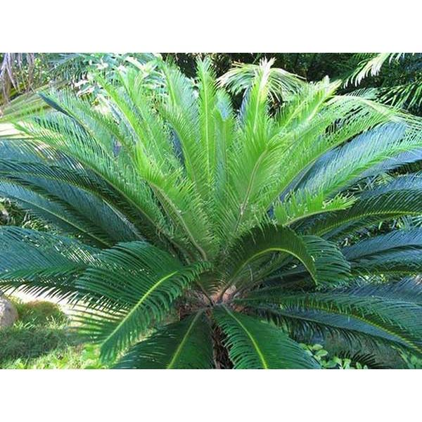 CÂY VẠN TUẾ -CÂY MANG LẠI SỰ UY NGHI, CỔ KÍNH CHO NGÔI NHÀ , VƯỢNG PHONG THỦY CHO GIA CHỦ