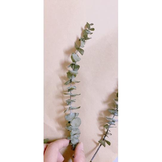 Combo 3 cành lá bạc/khuynh diệp khô tự nhiên ️ lá khô decor️ (dài ~ 12-16cm)