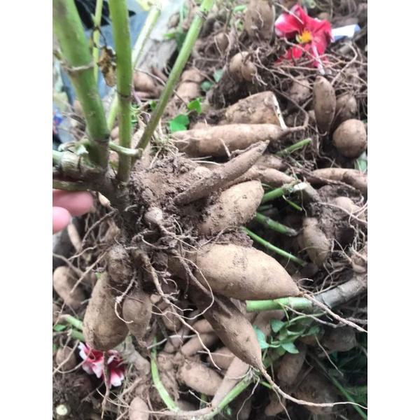 CỦ HOA THƯỢC DƯỢC NHIỀU MÀU