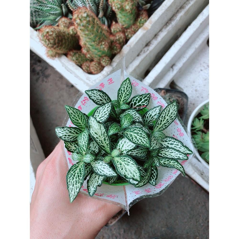 Chậu cây cẩm nhung