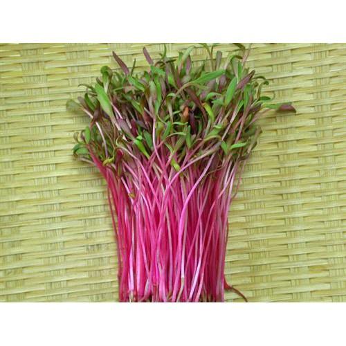 Hạt Giống Mầm Củ Dền Đỏ -1Kg