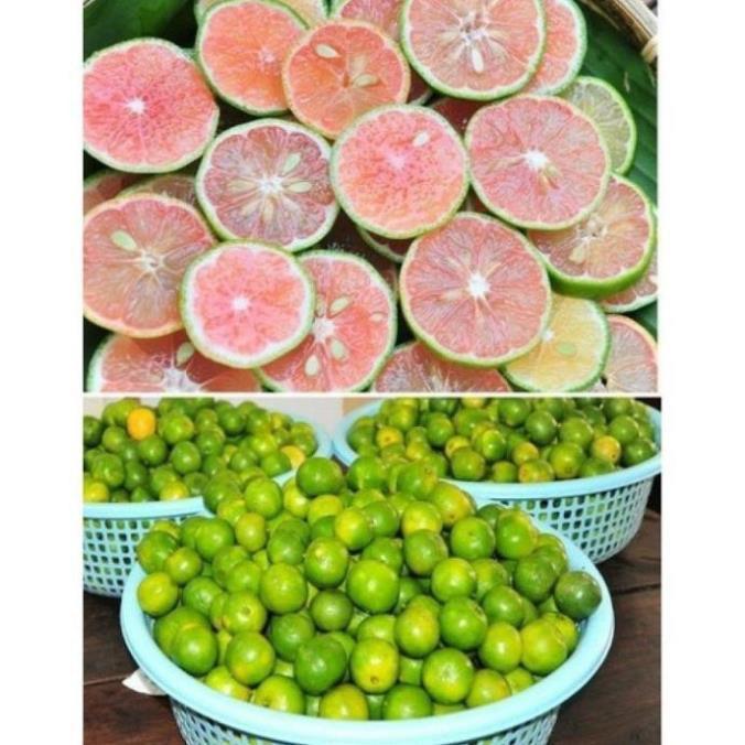 Combo 5 Cây giống chanh đào