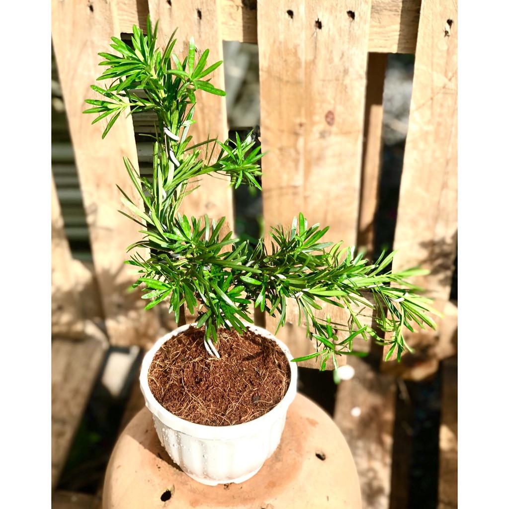 Chậu Bonsai cây Tùng Vạn Niên