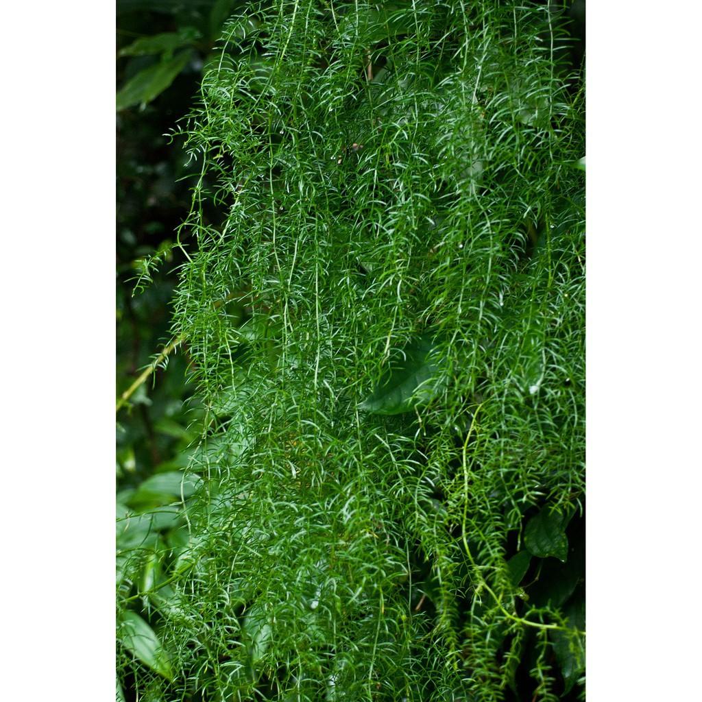 CÂY THIÊN MÔN ĐÔNG SIÊU ĐẸP -LOÀI CÂY VƯỢNG PHONG THỦY CHO GIA CHỦ + Tặng 01 cây dâu da đất