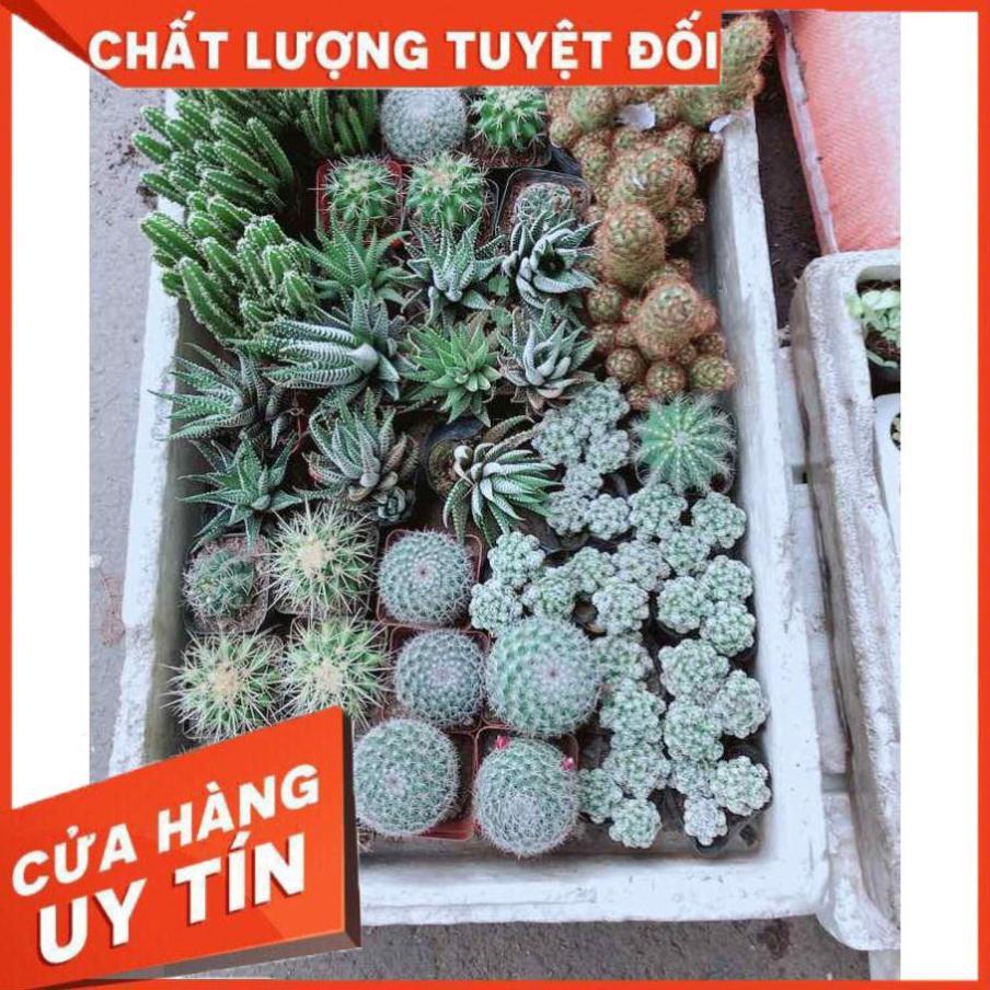 Chậu móng rồng Nhiều Người Mua