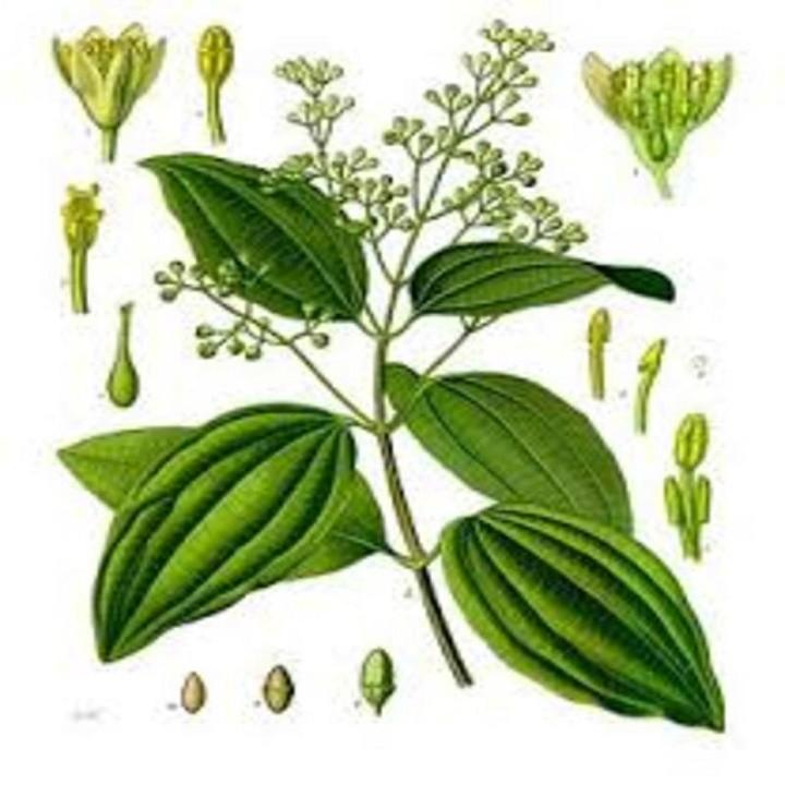 COMBO 2 BẦU CÂY QUẾ GIỐNG