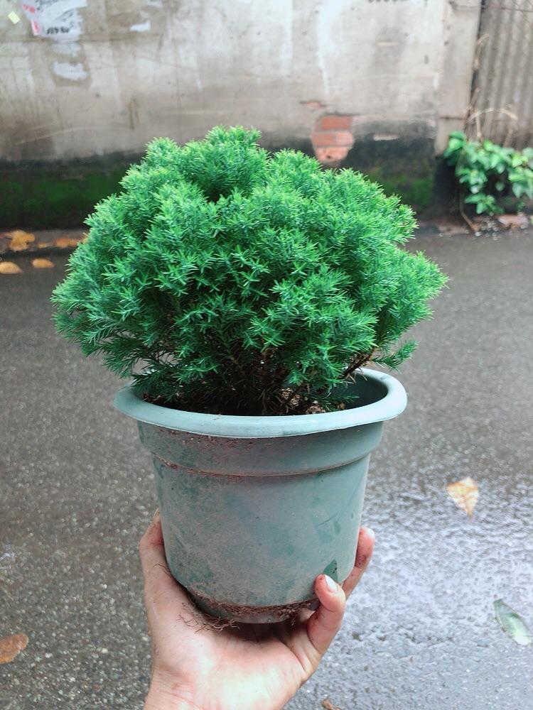 Chậu Tùng Bồng Lai