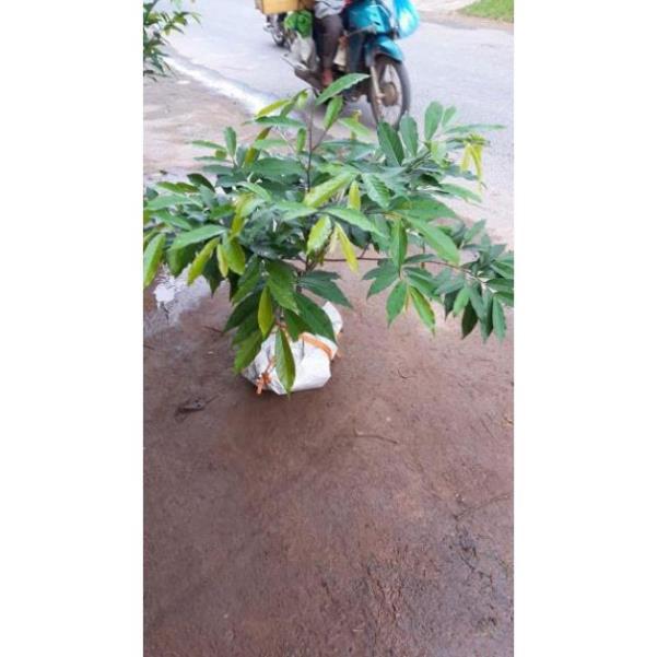 Sản phẩm CÂY HOA DẺ