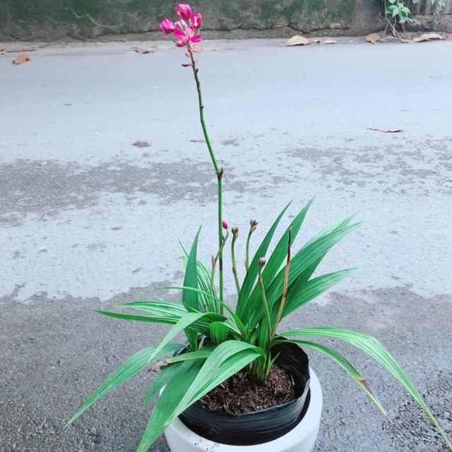 Chậu Cây Lan Đất Tím