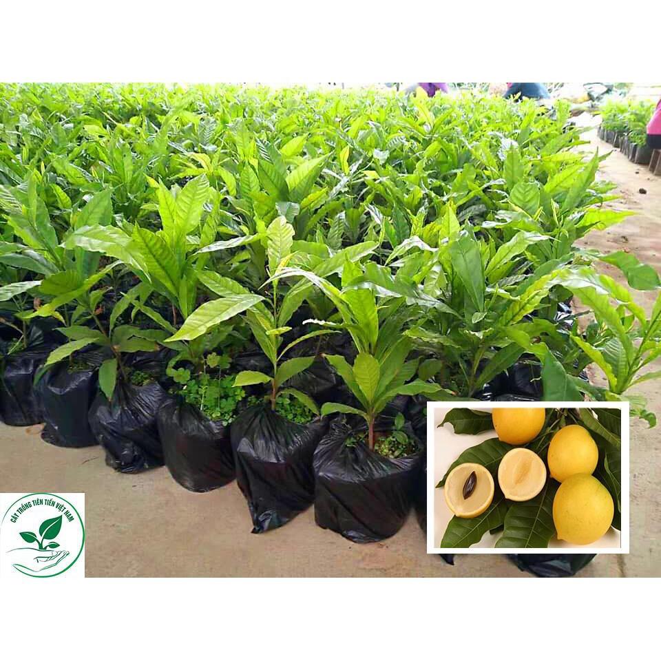 Cây Vú Sữa Hoàng Kim giống