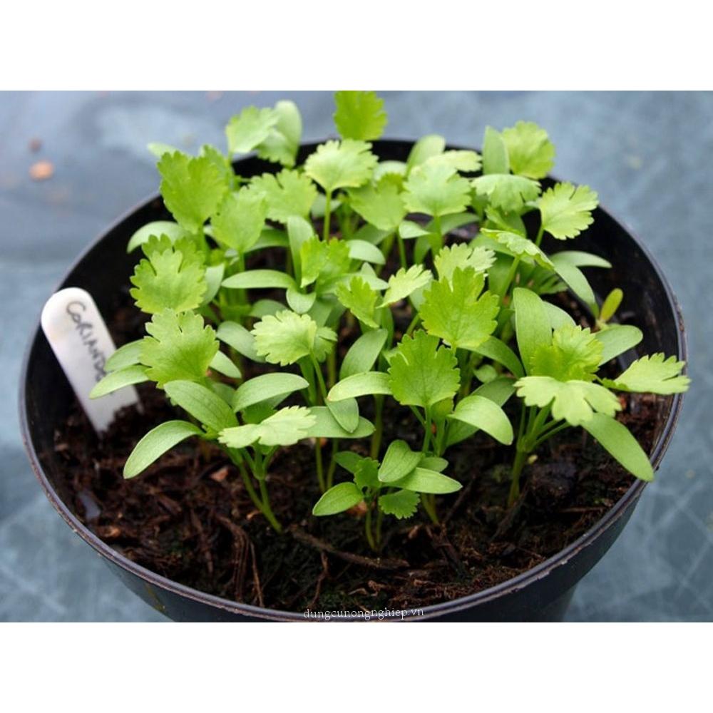 Hạt Giống Rau Thơm -
