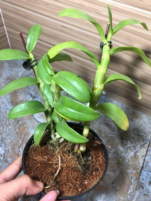 Combo 2 cây hoa phong lan - phi điệp nù tam bố