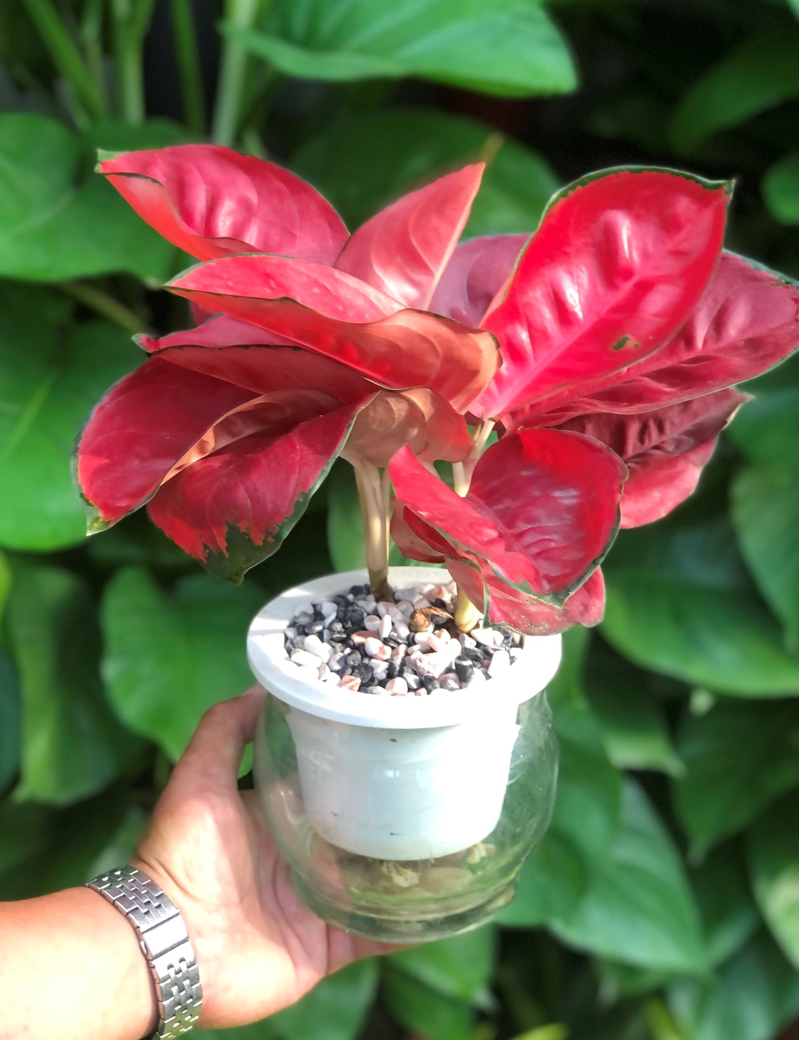 Chậu thủy tinh cây Hồng Phát Lộc thủy canh trang trí nhà cửa