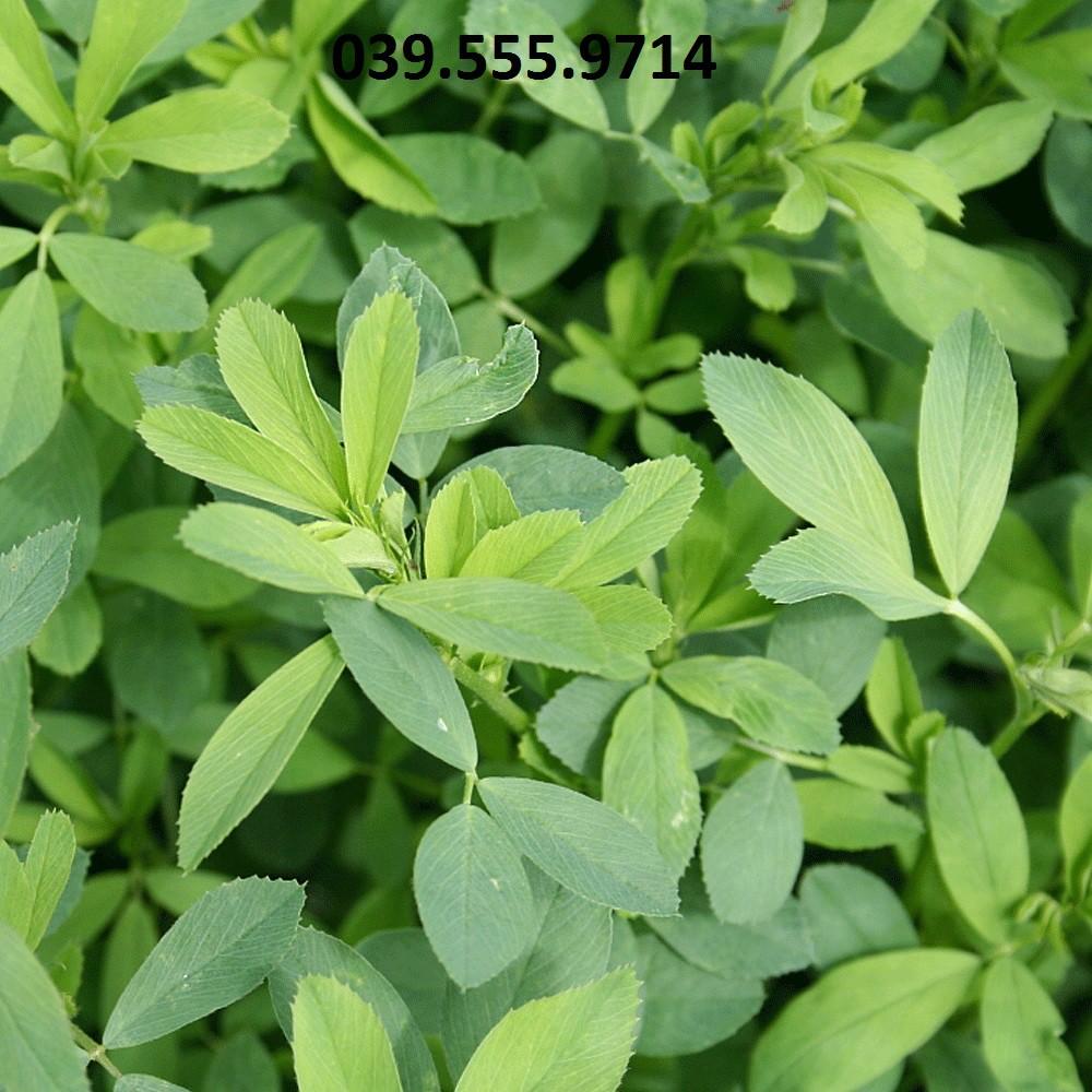 Hạt Cỏ Chăn Nuôi Alfalfa Linh Lăng 200gam