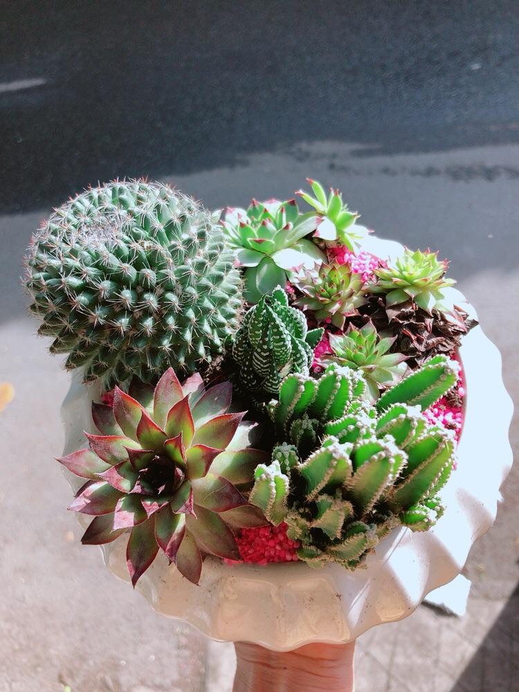 Chậu Xương Rồng Tiểu Cảnh