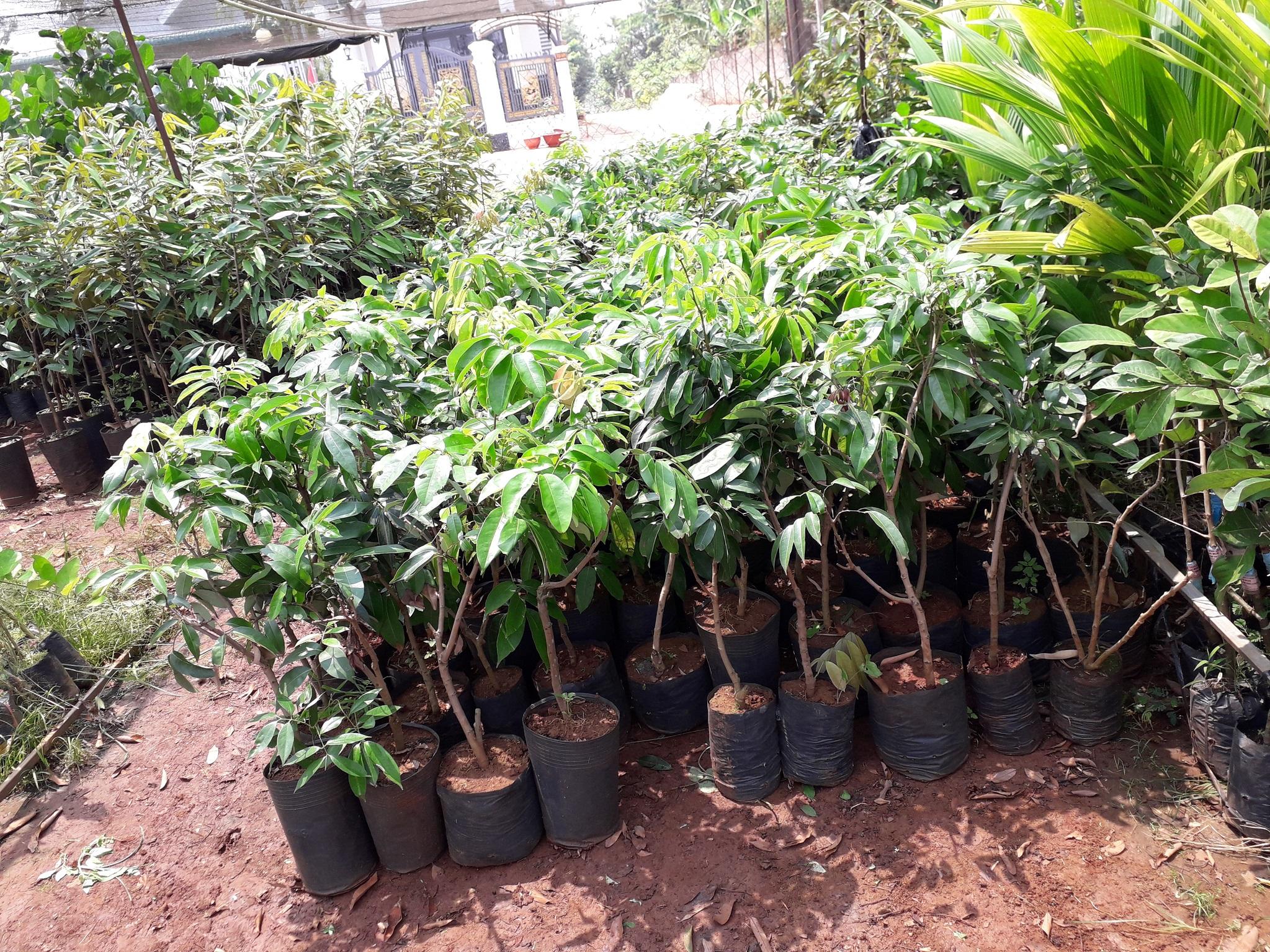 Cây giống Vải Thiều Lục Ngạn siêu trái. .