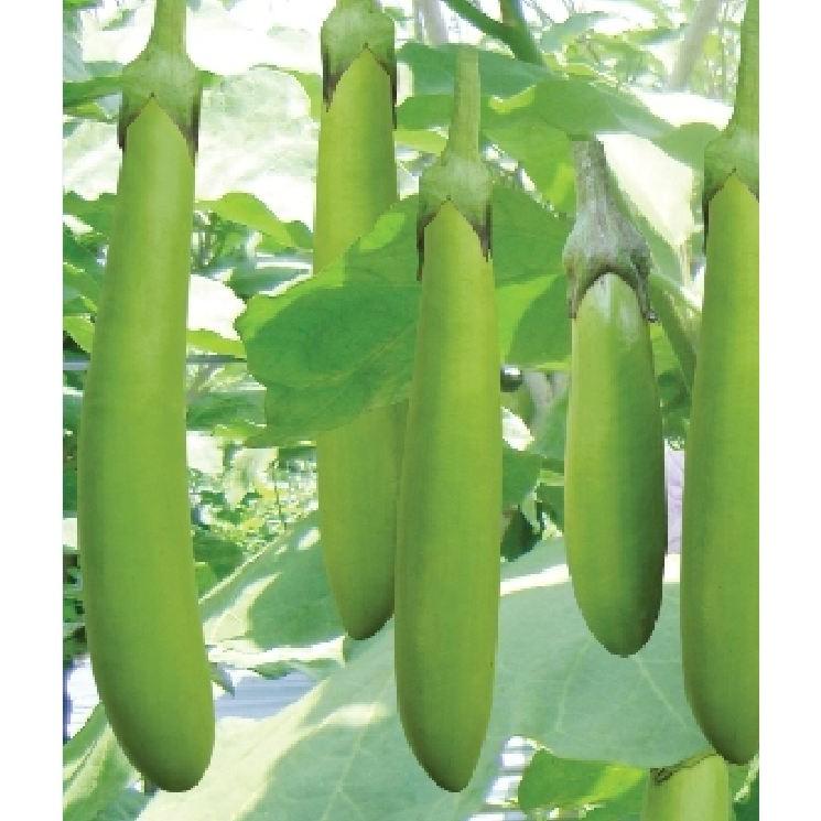 Hạt giống cà xanh lai trái dài - 2gr/gói