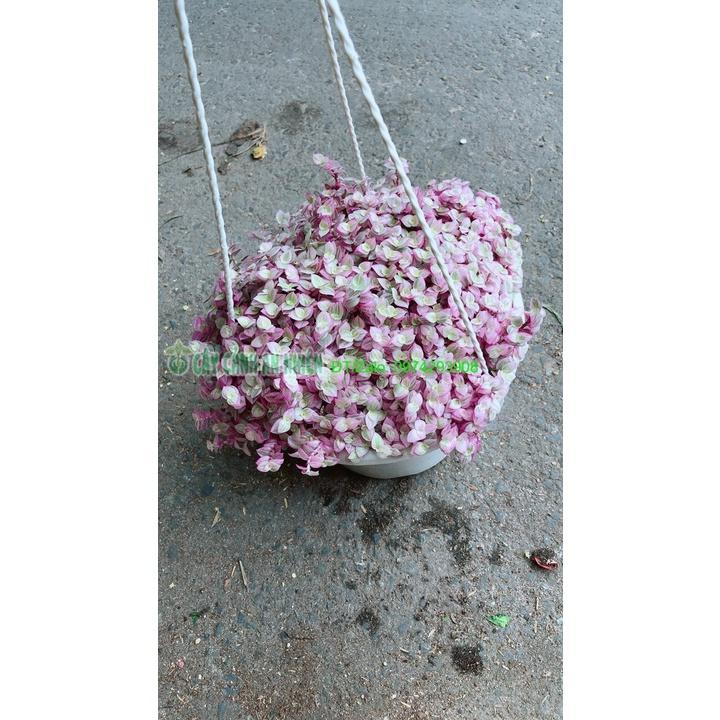 Chậu Thài Lài Hồng