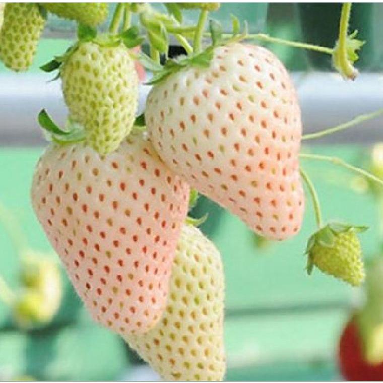 Combo 2 gói Hạt giống dâu tây trắng chịu nhiệt/Gói 50 hạt-tặng kèm gói phân bón lót