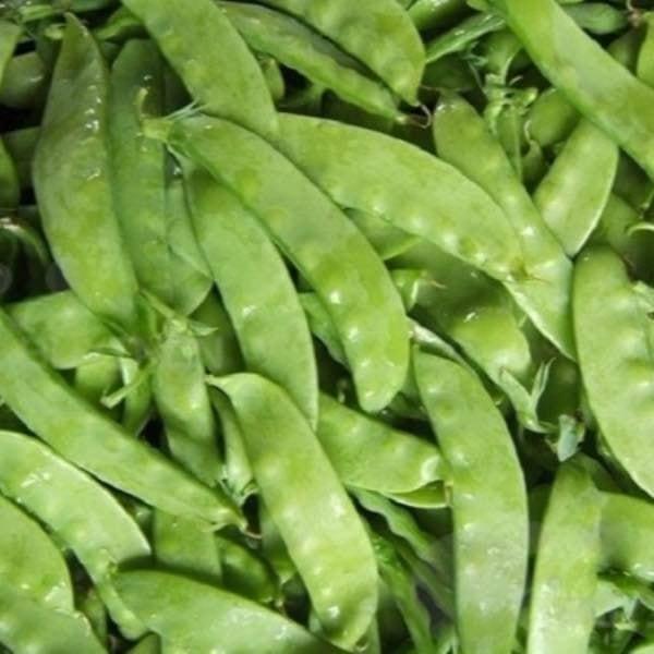 Hạt Giống Đậu Hà Lan -