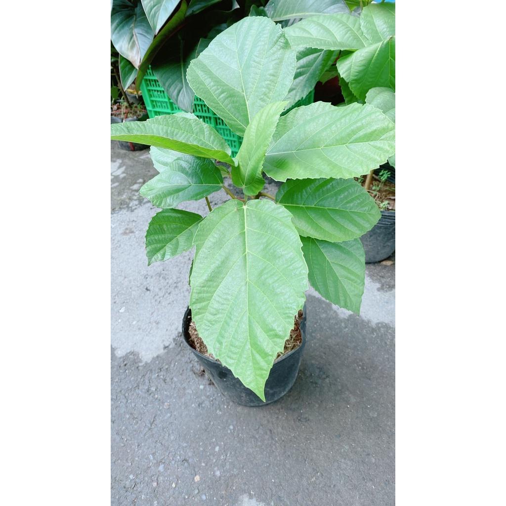 Cây Vả Cao 50cm