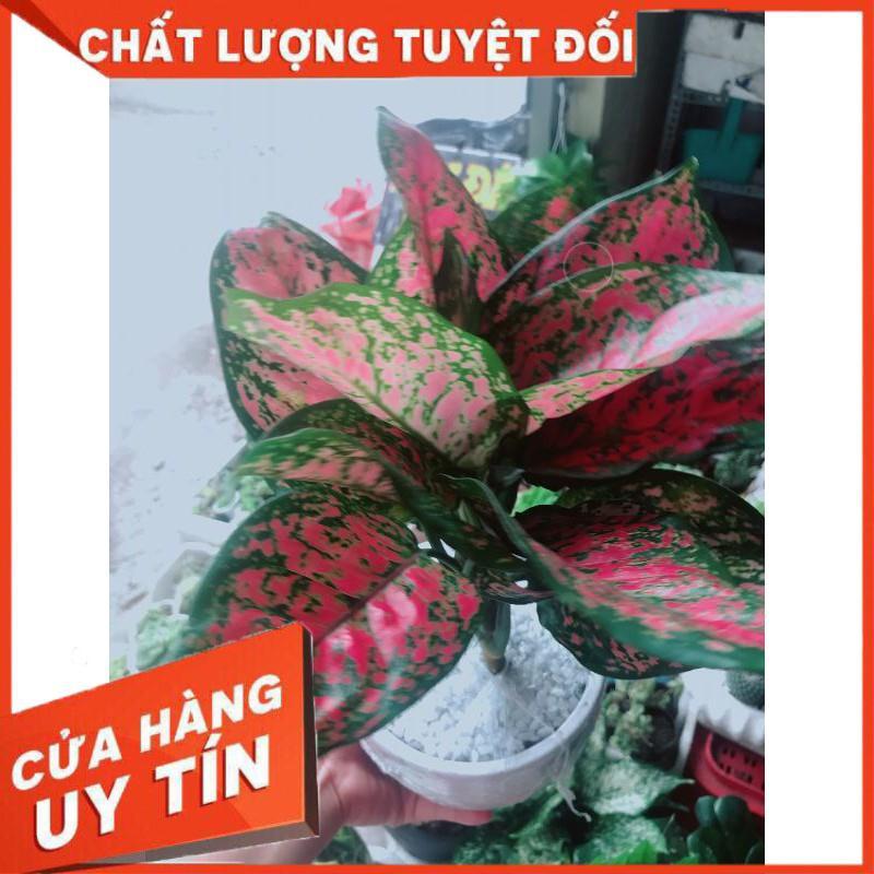 Chậu cây vạn lộc Nhiều Người Mua